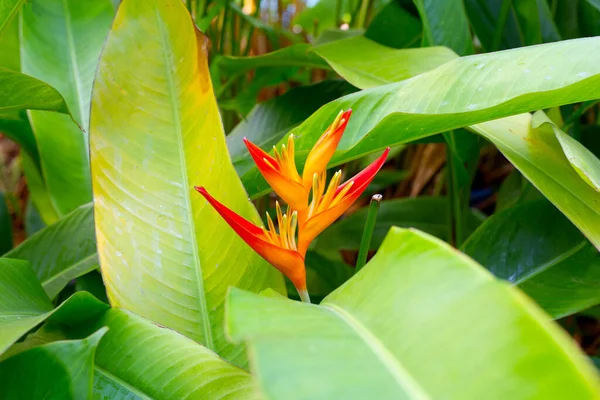 stock image Heliconia guadalupe flower with green leaves