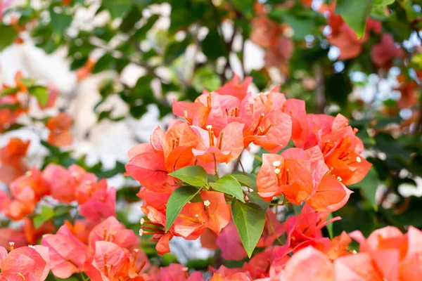 stock image Beautiful bougainvillea flowers with green leaves;