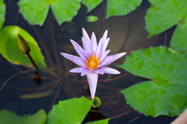Prachtige Paarse Waterlelie Lotusbloem Met Groene Bladeren — Stockfoto