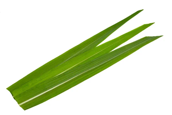 Листья Сахарного Тростника Белом Фоне — стоковое фото