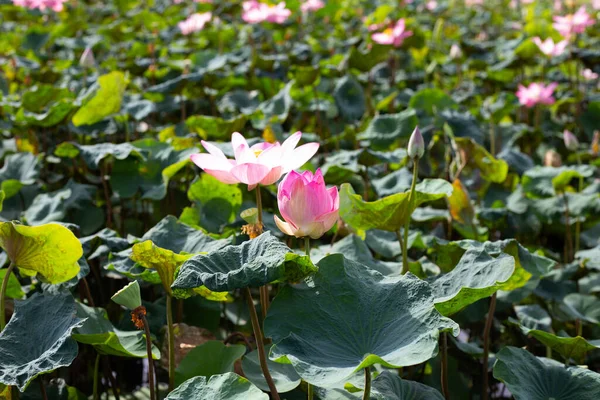 Pink Lotus Flower Blooming Pond Green Leaves — Zdjęcie stockowe