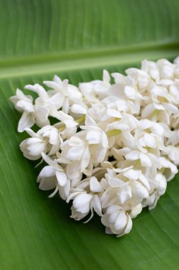 Tayland beyaz yasemin çiçeği çelengi