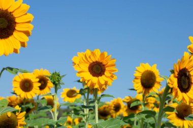 Sunflower field with blue sky. Beautiful summer landscape.