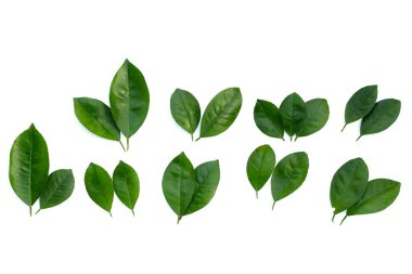 Citrus beyaz arkaplanda yapraklar bırakır. Üst görünüm