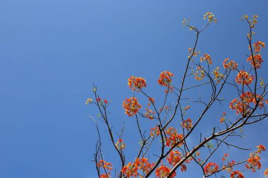 Barbados gurur çiçeği veya cüce puantiyesi, çiçek çiti, cennet çiçeği, tavus kuşunun arması, barbadoların gururu