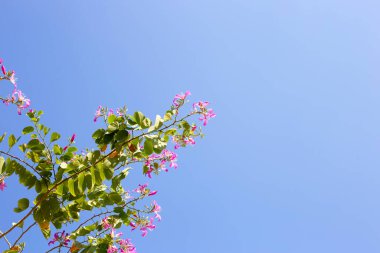 Bauhinia purpurea tree with pink flower