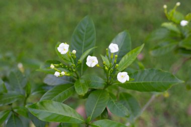 Gardenya Crape Jasmine. Beyaz çiçek