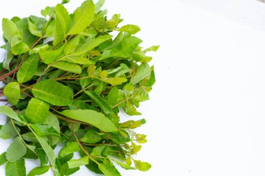 Brezilya biber ağacı yaprakları beyaz arkaplanda.