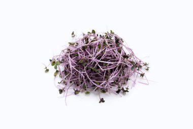 Organic red cabbage sprouts on white background.