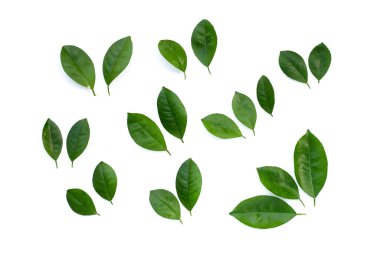 Citrus beyaz arkaplanda yapraklar bırakır. Üst görünüm