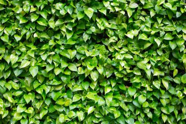 Altın pothos veya şeytan sarmaşık yaprakları (Epipremnum aureum). Yerleştirme duvarı arkaplanı.