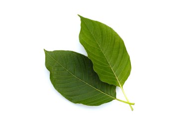 Mitragyna speciosa, beyaz arkaplanda taze kratom yaprakları