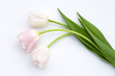 Beyaz arkaplanda beyaz pembe laleler.