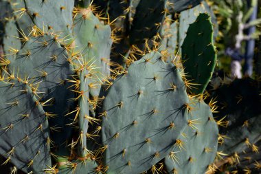 Opuntia elatior Mill. Kırmızı çiçekli dikenli armut