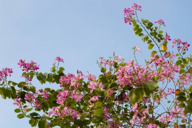 Bauhinia purpurea tree with pink flower