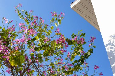 Bauhinia purpurea tree with pink flower
