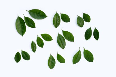 Citrus beyaz arkaplanda yapraklar bırakır. Üst görünüm