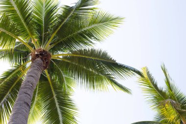 Mavi gökyüzü olan hindistan cevizi palmiyeleri