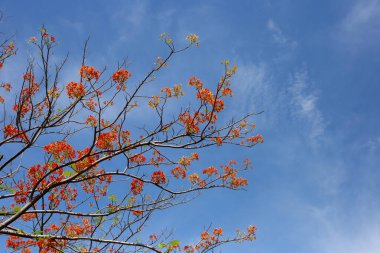 Barbados gurur çiçeği veya cüce puantiyesi, çiçek çiti, cennet çiçeği, tavus kuşunun arması, barbadoların gururu