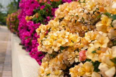 Beautiful bougainvillea flowers with green leaves