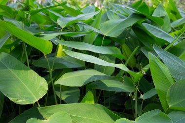 Thalia parktaki torba bitkisi.