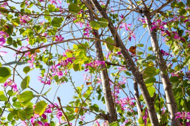 Bauhinia purpurea tree with pink flower