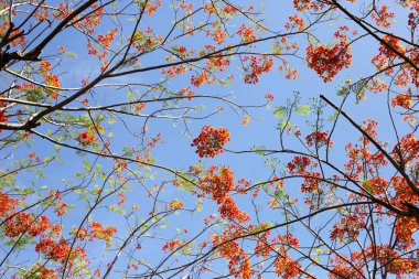 Barbados gurur çiçeği veya cüce puantiyesi, çiçek çiti, cennet çiçeği, tavus kuşunun arması, barbadoların gururu