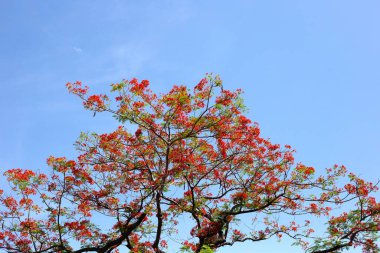 Barbados gurur çiçeği veya cüce puantiyesi, çiçek çiti, cennet çiçeği, tavus kuşunun arması, barbadoların gururu