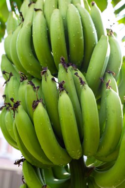 Muz meyveleri. Bir muz kümesi