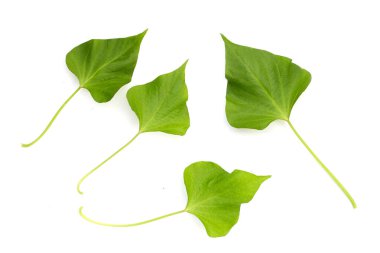 Beyaz arka planda tatlı patates yaprakları.