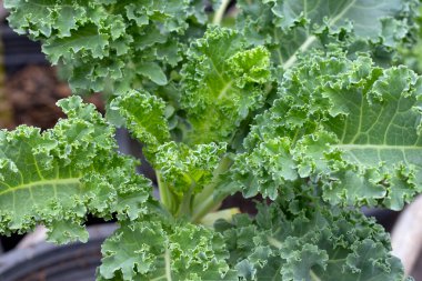 Taze organik yeşil lahana yaprakları.