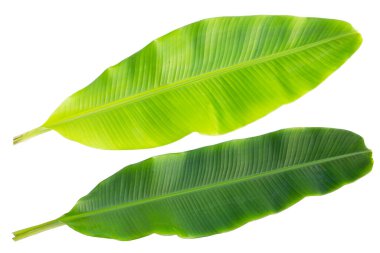 Beyaz arka plan üzerinde taze muz yaprakları.