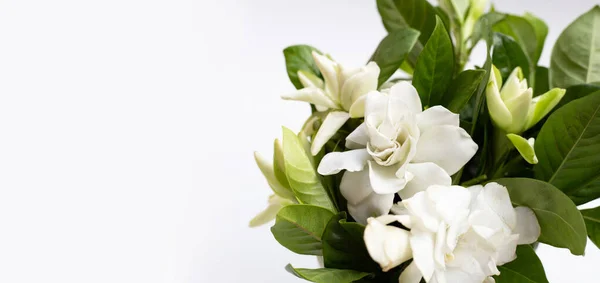 Мыс Жасмин Садовый Цветок Гардении — стоковое фото