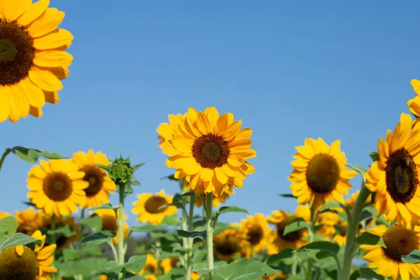 stock image Sunflower field with blue sky. Beautiful summer landscape.