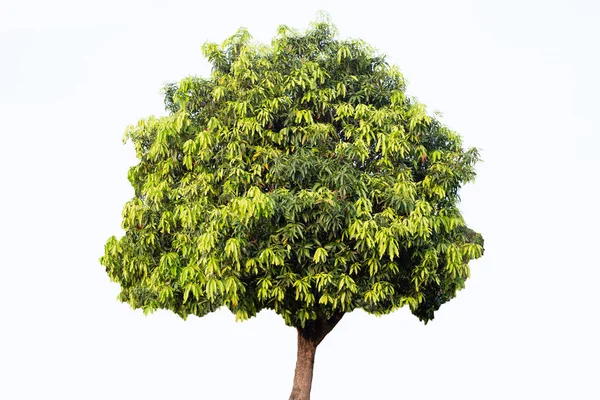 白の背景にマンゴーの木 — ストック写真