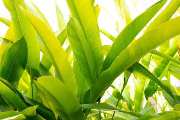 Геликония Гуадалупе Зеленые Листья — стоковое фото
