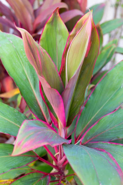 Convallaria Fruticosa Plant Garden — Stock Photo, Image