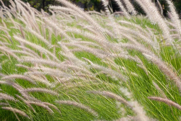 Fountain Grass Pennisetum Alopecuroides — Stock Fotó