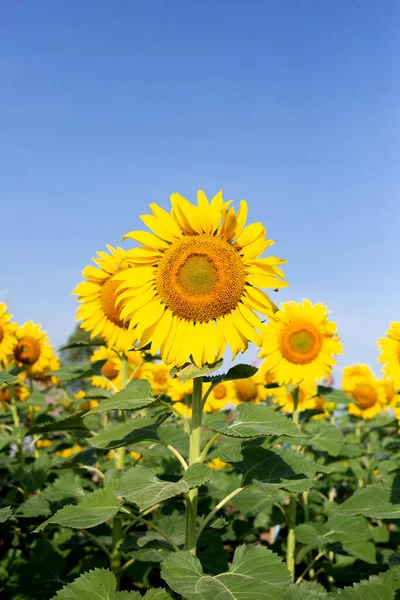 stock image Sunflowers are blooming with blue sky. Sunflower field