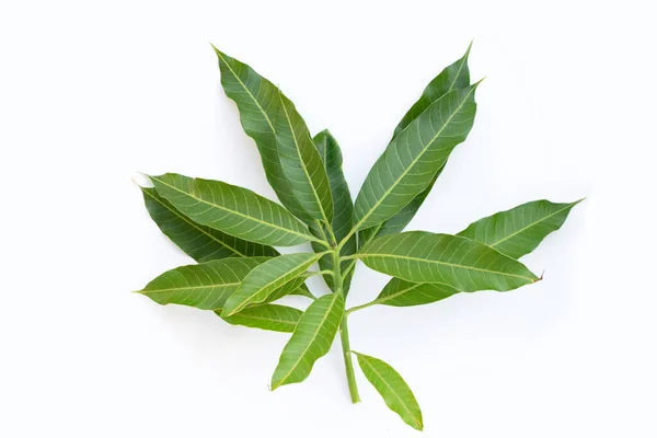 stock image Mango leaves on white background.