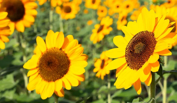 Sunflower Field Beautiful Summer Landscape — Stock Photo, Image