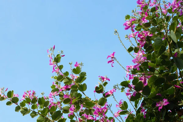 stock image Bauhinia purpurea tree with pink flower