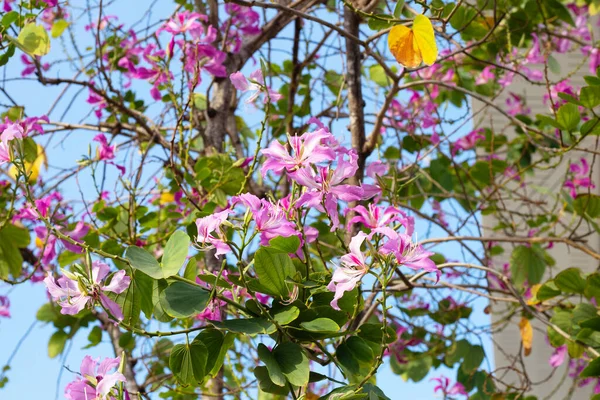 stock image Bauhinia purpurea tree with pink flower