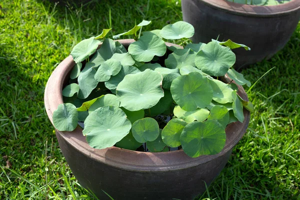 stock image Beautiful water lily. Lotus water plant in a pot