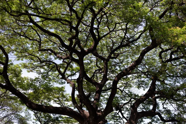 Stock image Rain tree. Samanca Saman (Jacq) Merr.