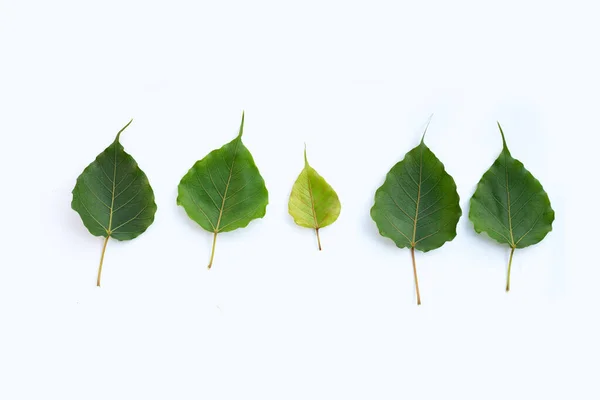 Grüne Bodhi Blätter Auf Weißem Hintergrund — Stockfoto
