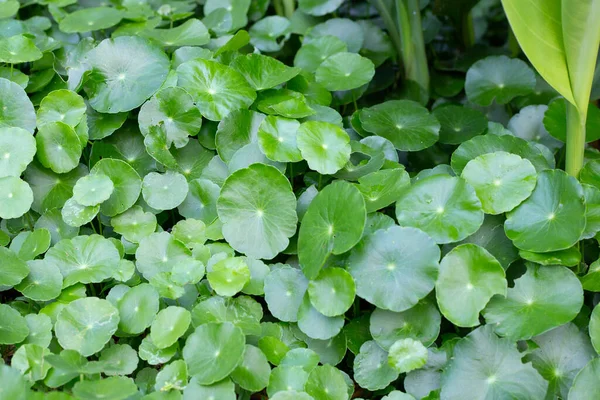 Fresh Green Centella Asiatica Leaves — Stock Photo, Image
