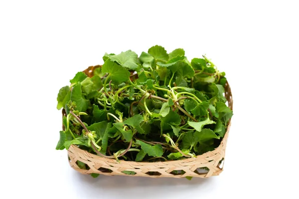 Gotu Kola Plant Aziatische Pennywort Indiase Pennywort — Stockfoto