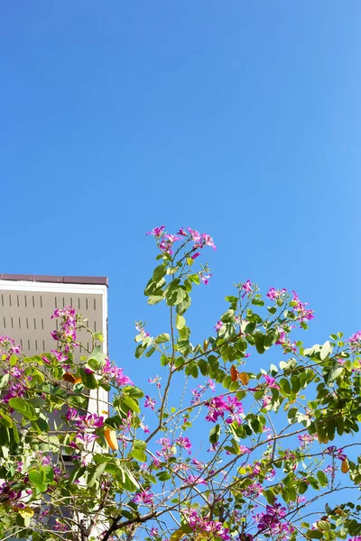 stock image Bauhinia purpurea tree with pink flower