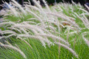 Çeşme otu veya pennisetum alopecuroides